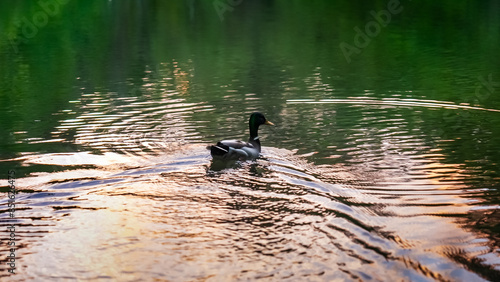 A duck in the river