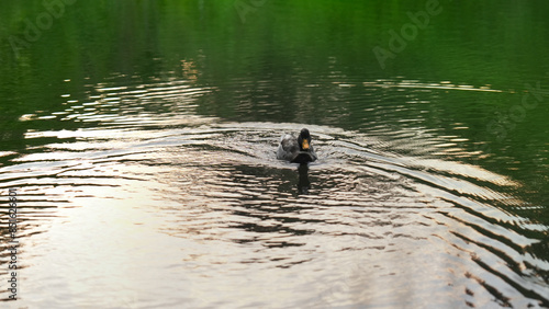 A duck in the river