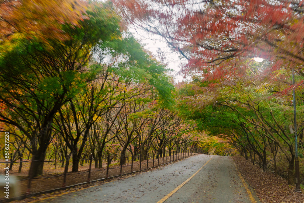 Naklejka premium beautifully captures a scenic autumn road in Naejangsan, Korea, lined with trees exhibiting vibrant fall foliage, creating a picturesque landscape.