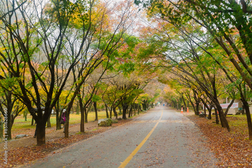 beautifully captures a scenic autumn road in Naejangsan, Korea, lined with trees exhibiting vibrant fall foliage, creating a picturesque landscape. beautifully captures a scenic autumn road in Naejangsan, Korea, lined with trees exhibiting vibrant fall foliage, creating a picturesque landscape.