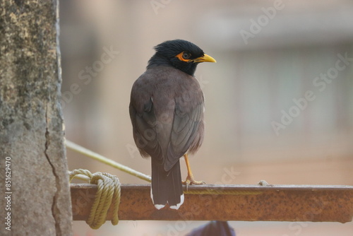 Indian Region Bird Common Mayna  photo