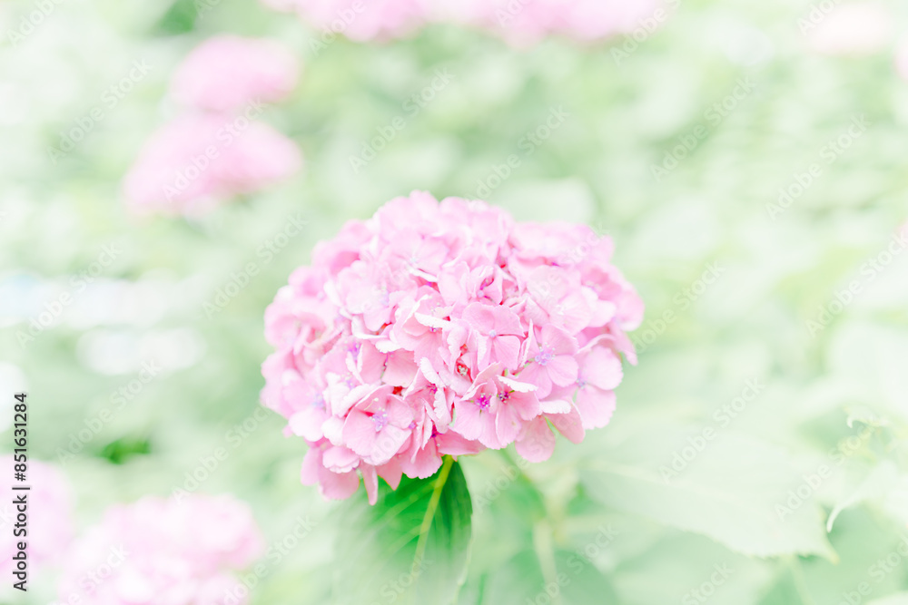 上野に咲く美しい紫陽花 上野に咲く美しい紫陽花