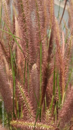 Pennisetum polystachion photo