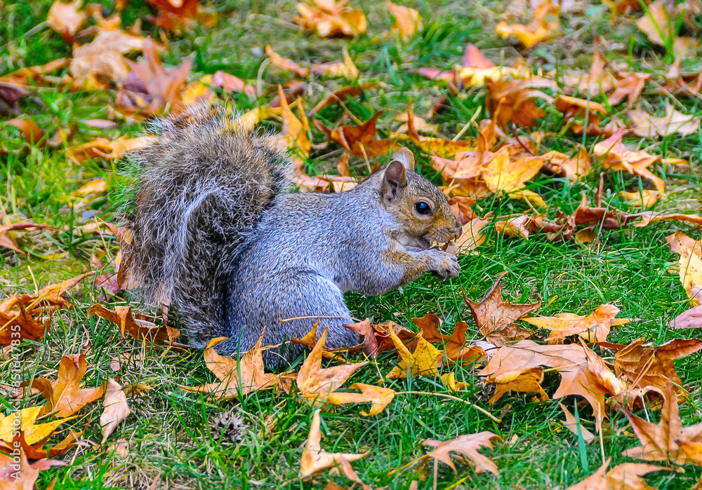 Gray Squirrel (Sciurus carolinensis) rodent squirrel looking for food in fallen leaves Gray Squirrel (Sciurus carolinensis) rodent squirrel looking for food in fallen leaves
