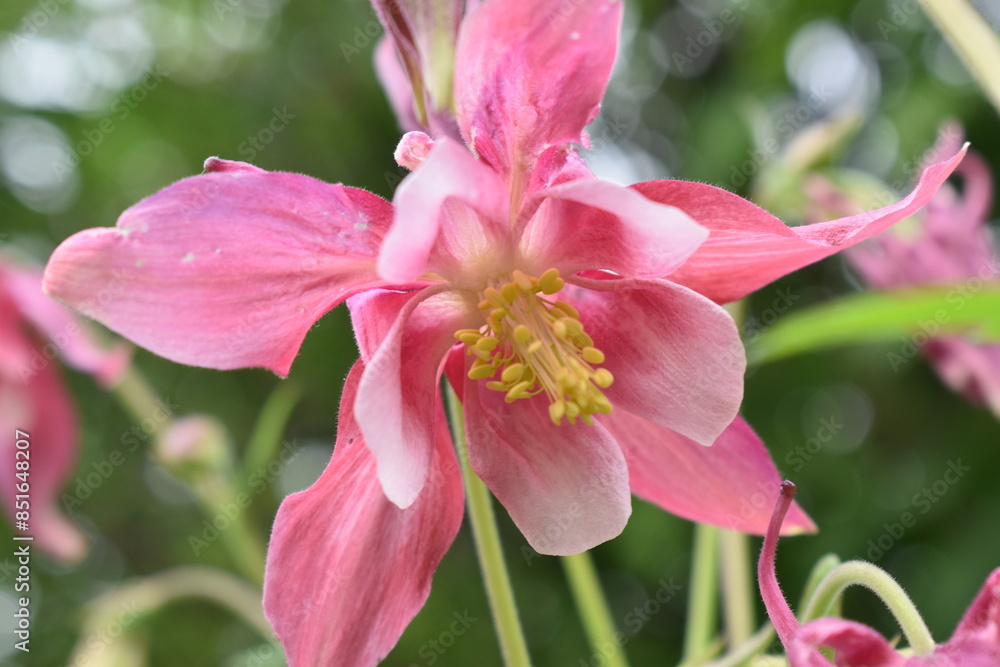 A columbine flower in the garden, Sainte-Apolline, Québec, Canada A columbine flower in the garden, Sainte-Apolline, Québec, Canada