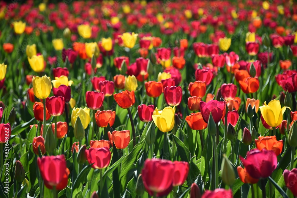 Obraz premium Tulips in the botanical garden, Montréal, Québec, Canada
