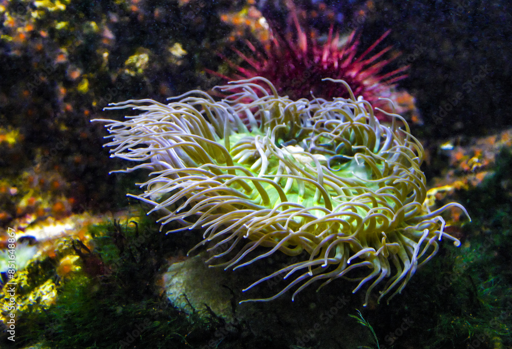 Green sea anemone with straightened tentacles, Sea predatory animal Green sea anemone with straightened tentacles, Sea predatory animal