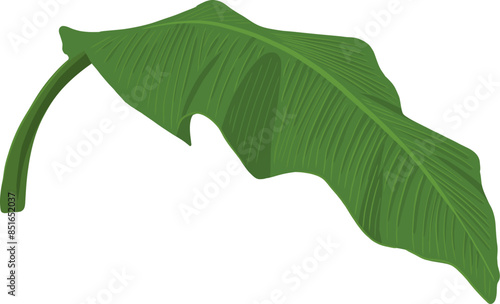 Green Banana Leaf Art & Illustration