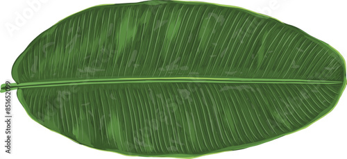 Green Banana Leaf Art & Illustration
