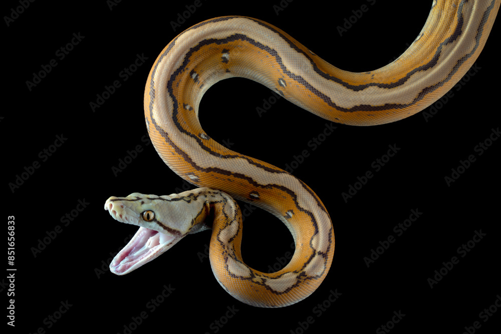 Obraz premium Reticulatus python morph albino motley orange&nbsp;glow, Reticulatus python snake, Reticulatus python closeup on black backkground