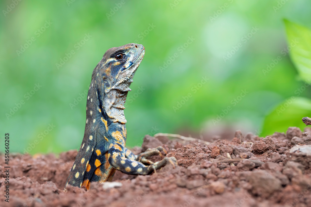 Butterfly agama lizard (leiolepis belliana) out of the underground hole, Butterfly agama lizard closeup, Indonesian reptile Butterfly agama lizard (leiolepis belliana) out of the underground hole, Butterfly agama lizard closeup, Indonesian reptile