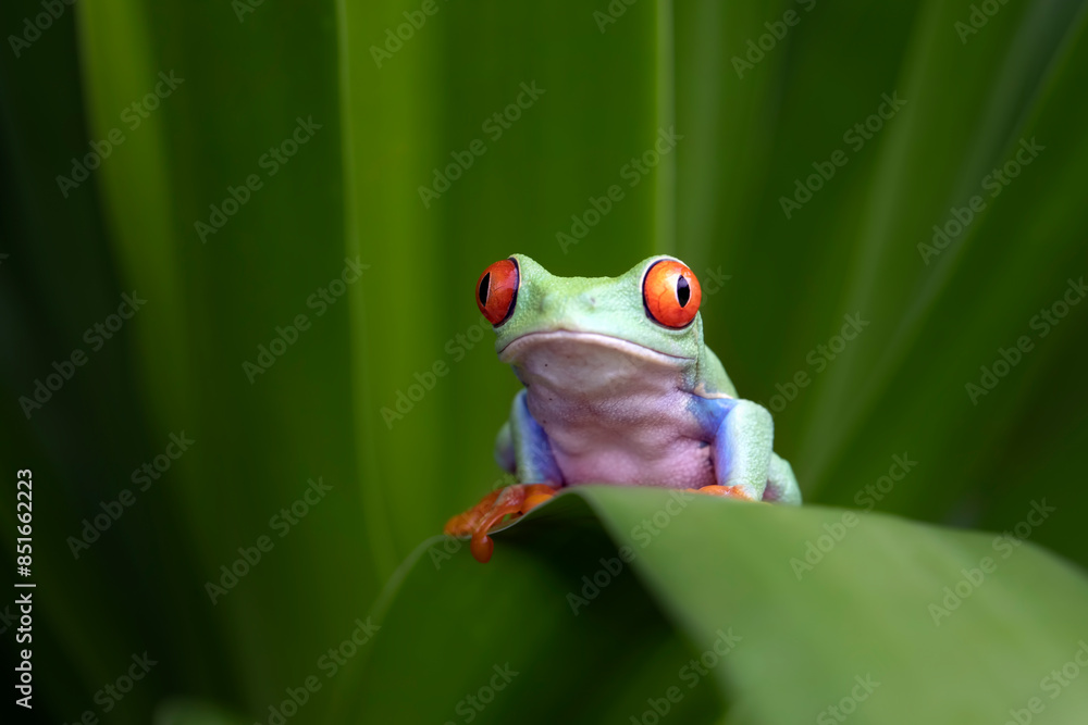 Obraz premium Red-eyed tree frog closeup on green leaves, Red-eyed tree frog (Agalychnis callidryas) closeup, Exotic animal of rain forest