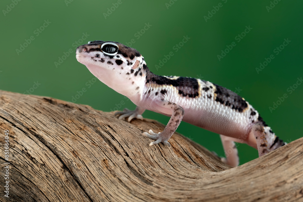 Naklejka premium Juvenile Leaopard gecko closeup on wood with isolated background, Leaopard gecko side view