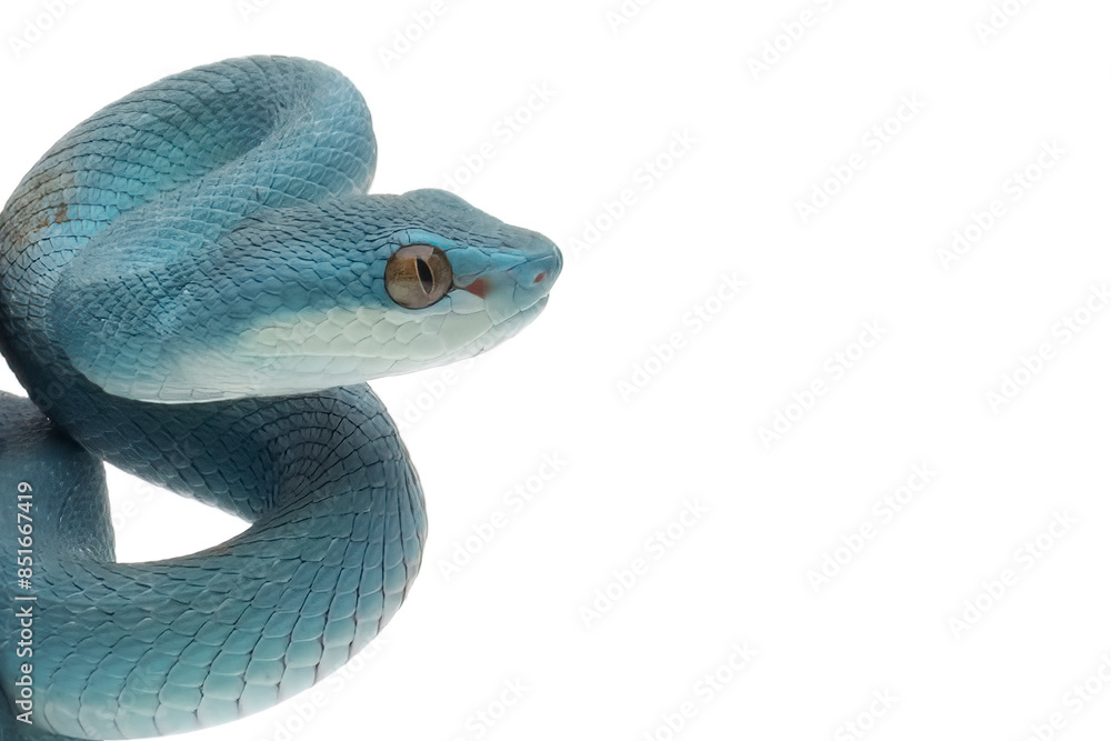 Blue viper snake closeup head isolated on white background, Blue viper snake head, Blue insularis snake, Closeup head snake Blue viper snake closeup head isolated on white background, Blue viper snake head, Blue insularis snake, Closeup head snake