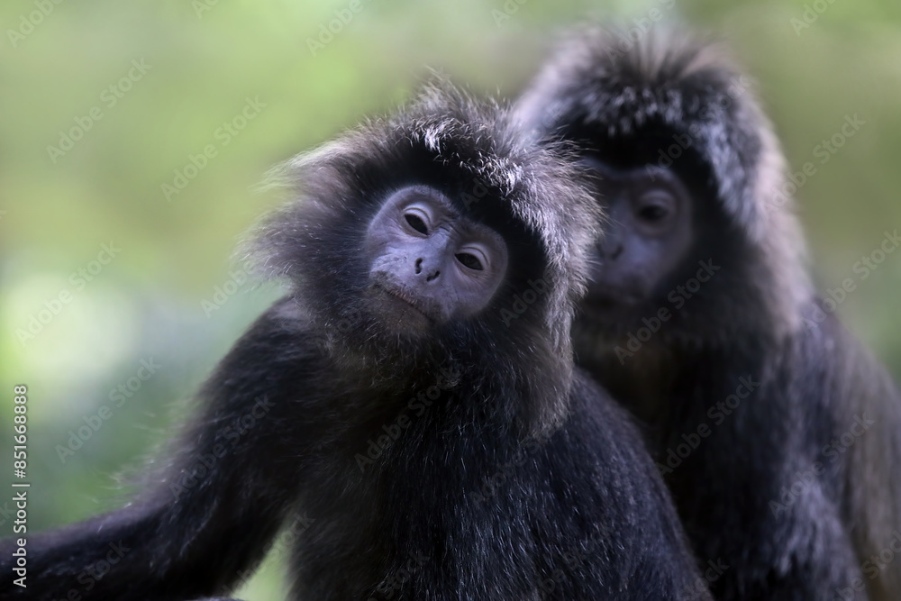 Fototapeta premium a pair Javan langur monkey (Trachypithecus auratus) closeup
