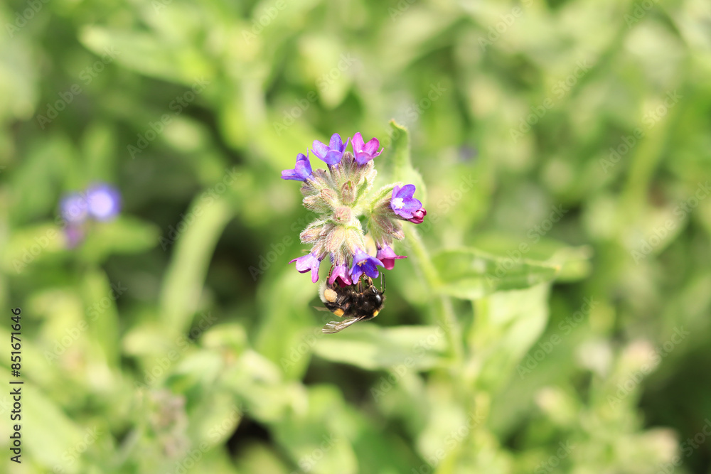 Bumblebee collects nectar from wildflowers. Pollination of flowers by insects. Lawn with flowers, selective focus, summer. Close-up of a bumblebee near a purple flower Bumblebee collects nectar from wildflowers. Pollination of flowers by insects. Lawn with flowers, selective focus, summer. Close-up of a bumblebee near a purple flower