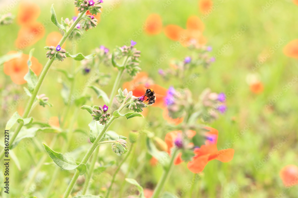 Bumblebee collects nectar from wildflowers. Pollination of flowers by insects. Lawn with flowers, selective focus, summer. Close-up of a bumblebee near a purple flower Bumblebee collects nectar from wildflowers. Pollination of flowers by insects. Lawn with flowers, selective focus, summer. Close-up of a bumblebee near a purple flower