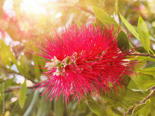 Photos Red bottlebrush plant