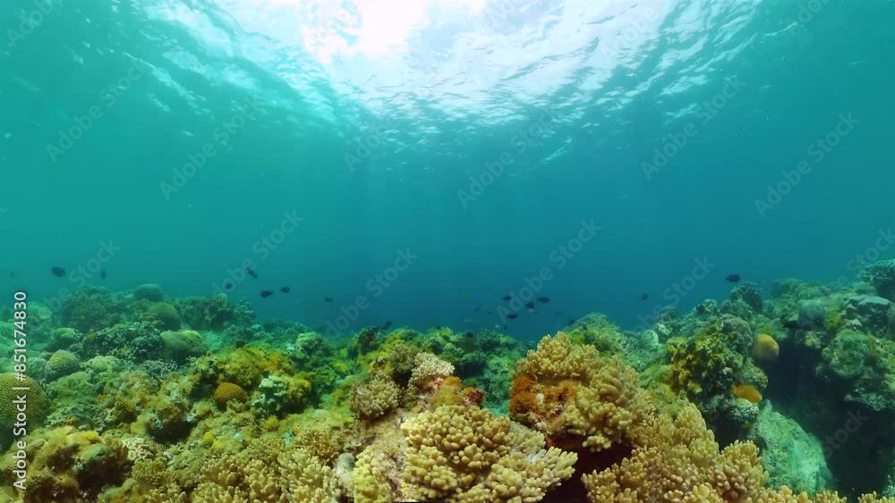 Hard coral garden with fishes, under water scene. Underwater life landscape. Hard coral garden with fishes, under water scene. Underwater life landscape.