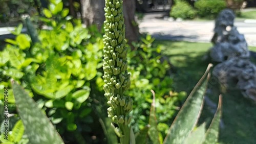 Dracaena masoniana photo