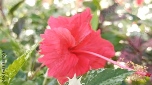  red hibiscus flower photo