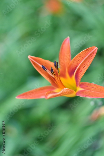 Orange Daylily Flower