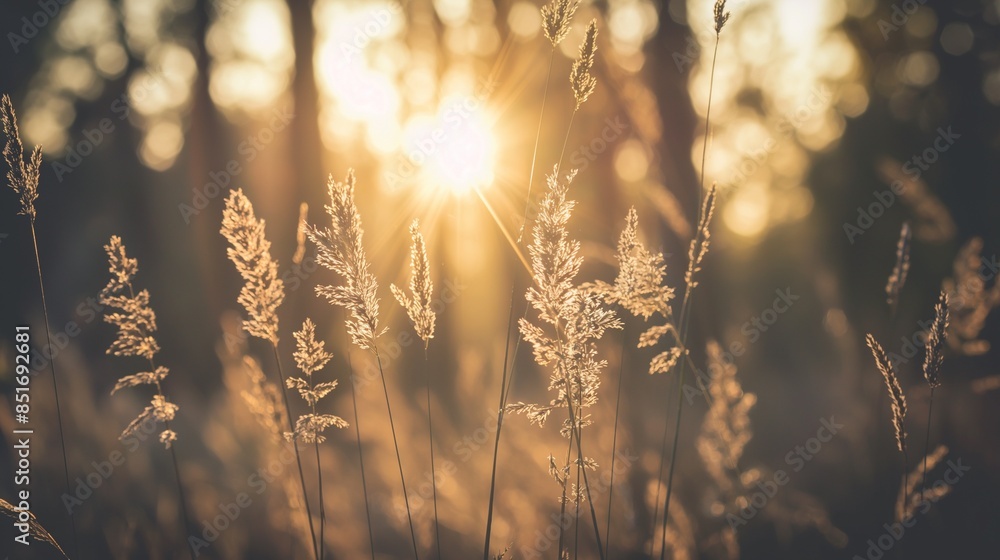 Wild grass in the field with sunbeams, forest at sunset, summer nature background Wild grass in the field with sunbeams, forest at sunset, summer nature background