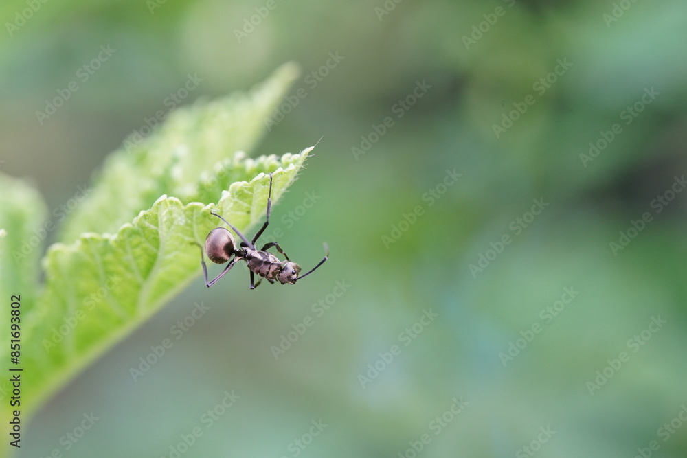 Polyrhachis dives are found in vegetable gardens. Polyrhachis dives are found in vegetable gardens.