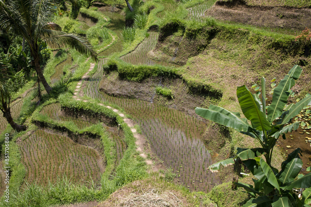 Beautiful view of rice terraces in Bali, Indonesia