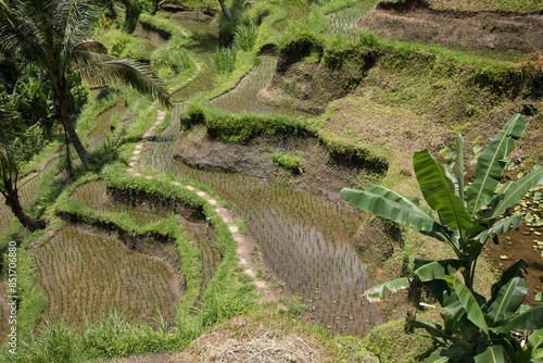 Obraz na płótnie Beautiful view of rice terraces in Bali, Indonesia
w salonie