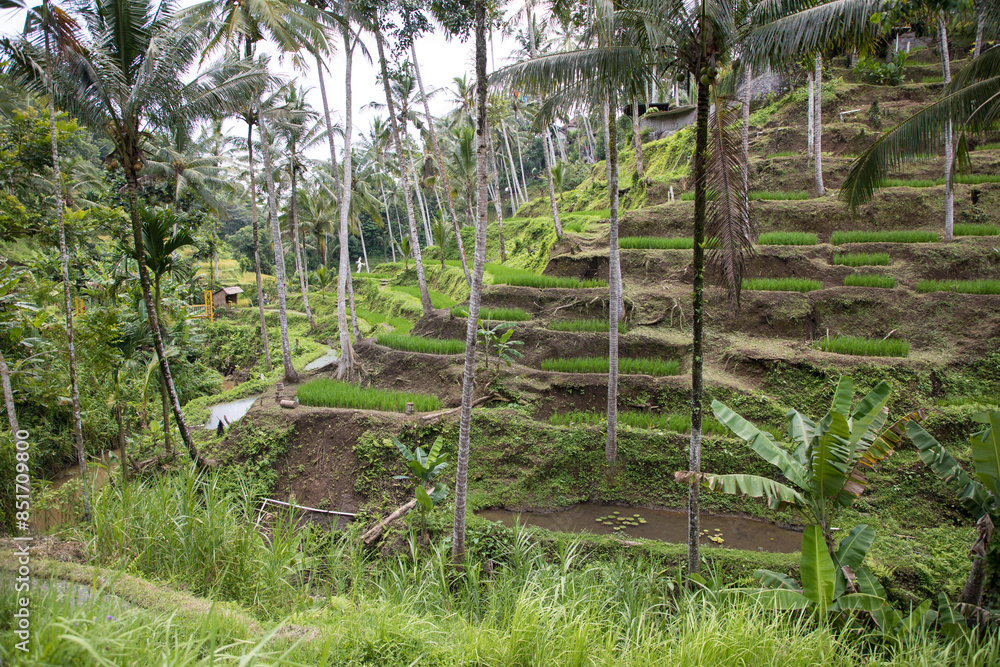 Beautiful view of rice terraces in Bali, Indonesia