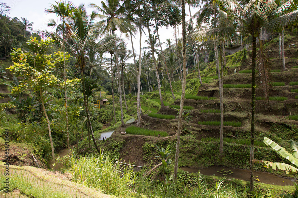 Beautiful view of rice terraces in Bali, Indonesia