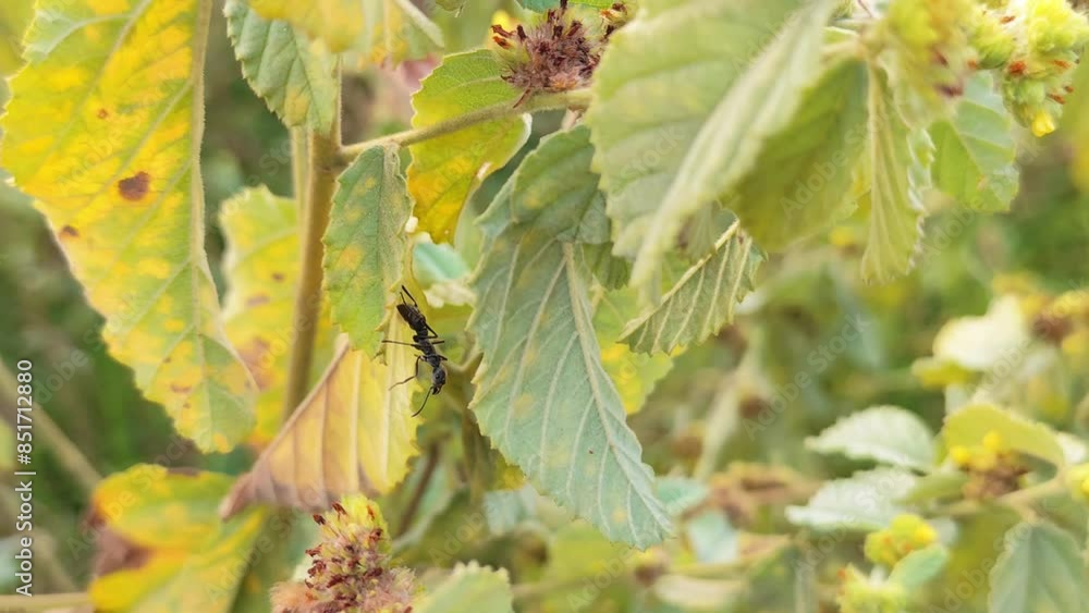 West Java, Indonesia - Black Ant Foraging in the Autum Leaves