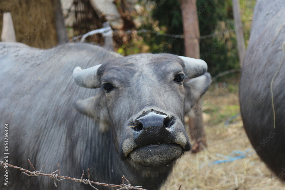 Fototapeta premium Laos buffalos are so beautiful