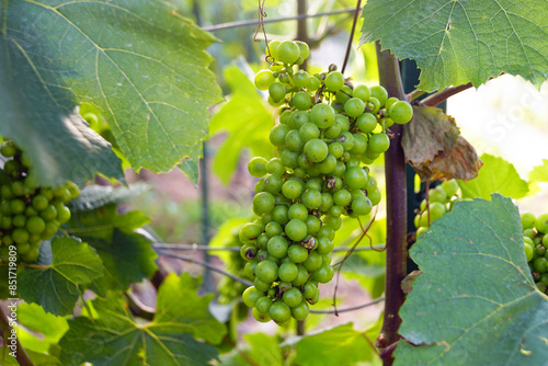 Wallpaper Mural Close-up photograph of a young bunch of grapes against a background of foliage. Growing grapes is the formation of a plant. Torontodigital.ca