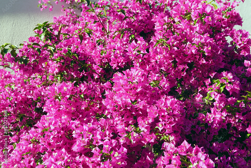 Fototapeta premium Bright colors of southern summer: a huge bush of richly blooming purple bougainvillea. Bougainvillea at the peak of flowering.