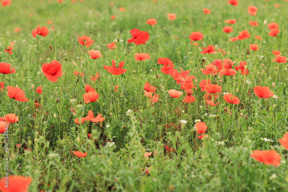 Red poppy. Spring flowers, natural background. Beautiful poppy blossoms on a sunny day. Flowers close up. Papaver rhoeas. Flowers on a lawn or clearing Red poppy. Spring flowers, natural background. Beautiful poppy blossoms on a sunny day. Flowers close up. Papaver rhoeas. Flowers on a lawn or clearing