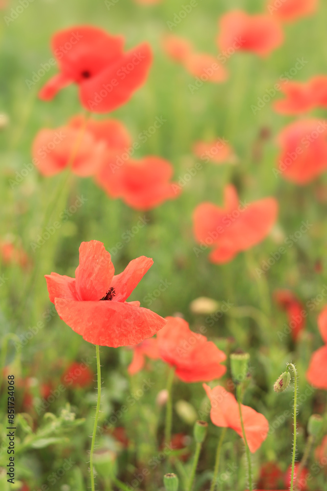 Fototapeta premium Red poppy. Spring flowers, natural background. Beautiful poppy blossoms on a sunny day. Flowers close up. Papaver rhoeas. Flowers on a lawn or clearing