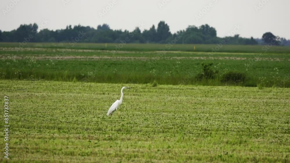 Great egret (Ardea alba), common egret, large egret, or (in Old World) great white egret or great white heron is large, widely distributed egret. Great egret (Ardea alba), common egret, large egret, or (in Old World) great white egret or great white heron is large, widely distributed egret.