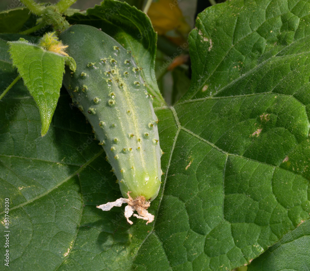 Room for text next to a cucumber growing Room for text next to a cucumber growing