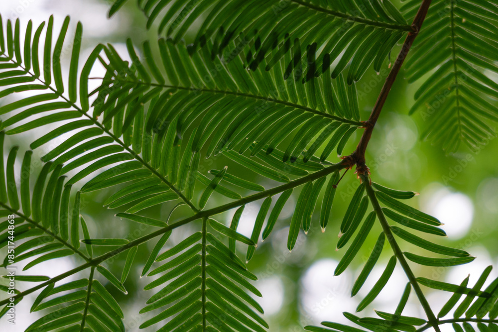 Miasto Wieliczka - czerwiec 2024. Park miejski. 
