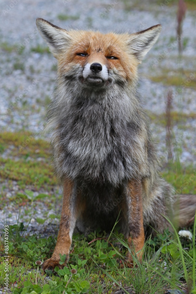 Fototapeta premium Volpe