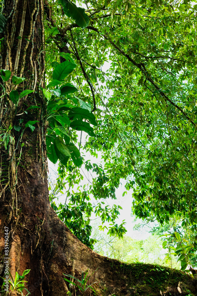 Naklejka premium A large, shady tree with leaves