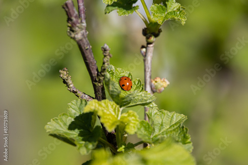 Ladybug 