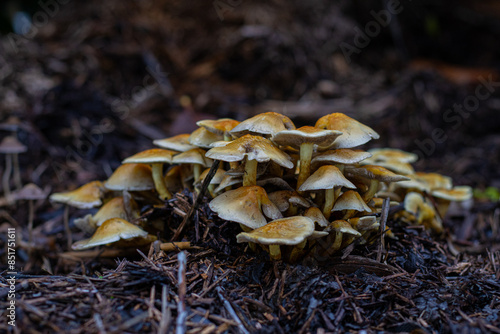 Mushrooms
