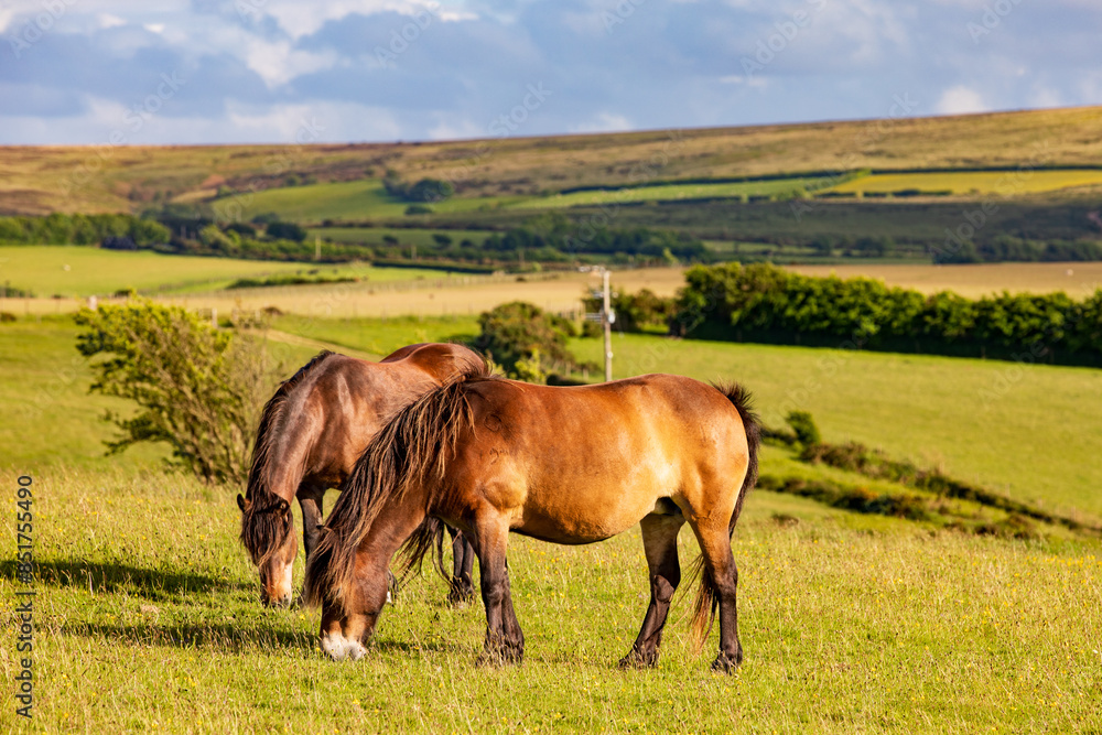 grazing horses at the Countisbury horse park grazing horses at the Countisbury horse park
