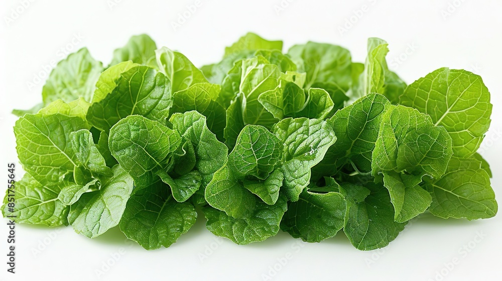 Photo of Amaranth Leaves - Amaranthus spp. position center isolate on white background, clear focus, soft lighting Photo of Amaranth Leaves - Amaranthus spp. position center isolate on white background, clear focus, soft lighting