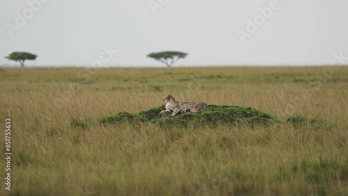 Cheetah in the Masai Mara 
