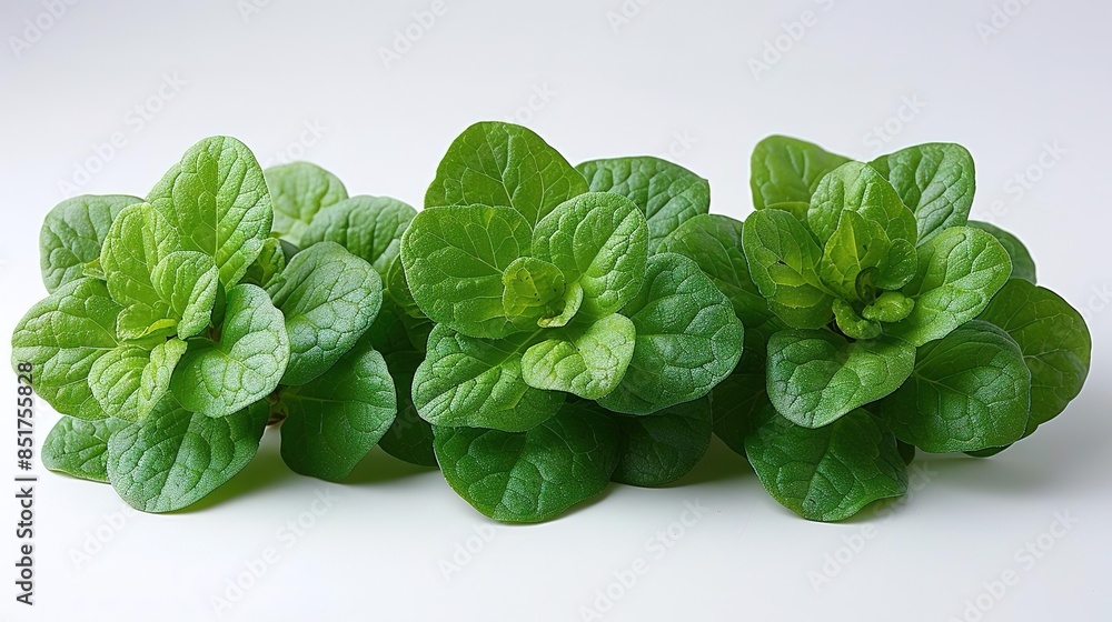 Photo of Purslane - Portulaca oleracea position center isolate on white background, clear focus, soft lighting Photo of Purslane - Portulaca oleracea position center isolate on white background, clear focus, soft lighting