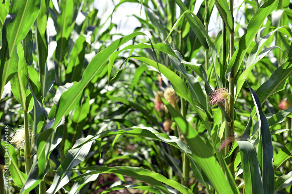 young corn cobs and green leaves on a field background close-up. Corn farm. A selective focus picture of corn cob in organic corn field. concept of good harvest, agricultural. farmland young corn cobs and green leaves on a field background close-up. Corn farm. A selective focus picture of corn cob in organic corn field. concept of good harvest, agricultural. farmland